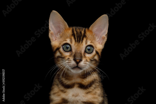 Close up portrait of Bengal Kitten with gold Fur on isolated Black Background front view
