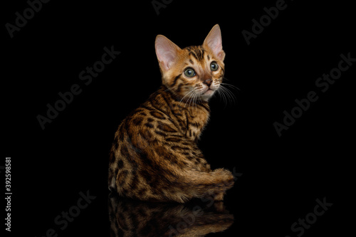 Bengal Kitten turn back on isolated Black Background