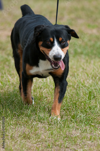 Entlebucher with Tongue Out