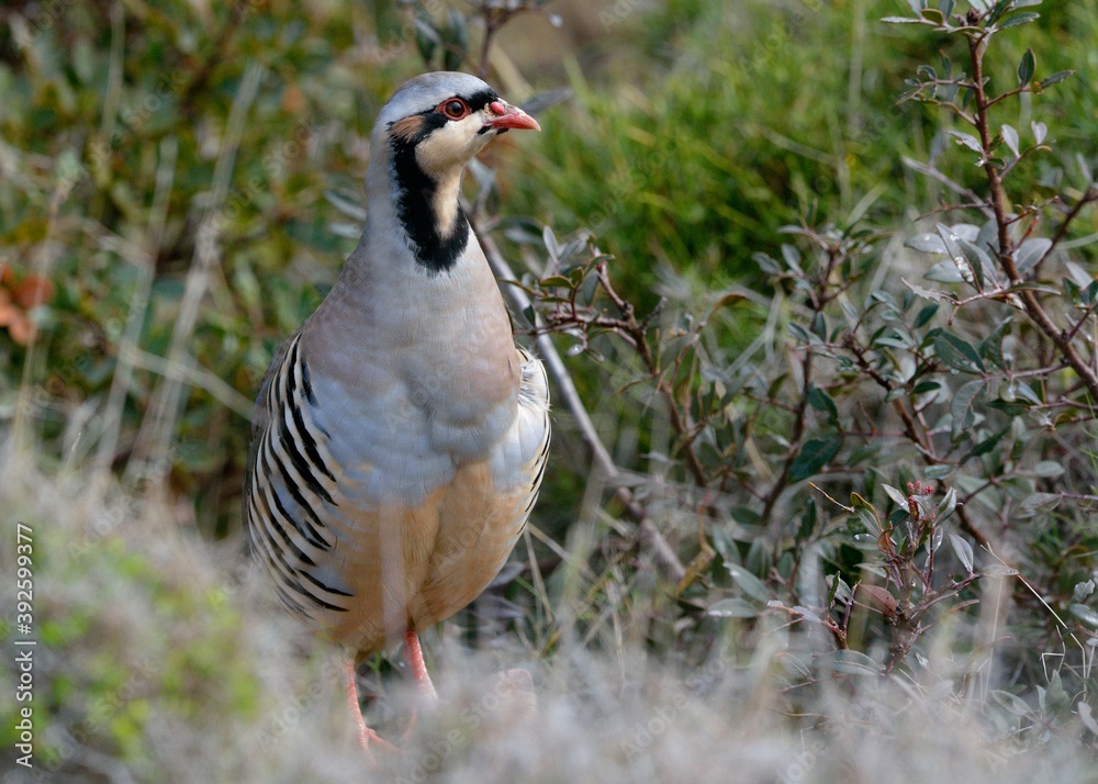 Chukar partridge (Alectoris chukar), Greece Chukar partridge (Alectoris chukar), Greece