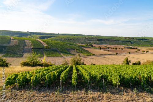 The vineyard of Sancerre, in the Loire Valley of France