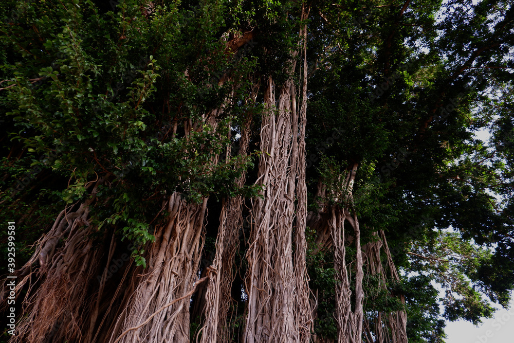 A banyan tree is very important in the middle of a polluted city to maintain the best oxygen availability. In addition, it is also a symbol of shade and spirituality. A banyan tree is very important in the middle of a polluted city to maintain the best oxygen availability. In addition, it is also a symbol of shade and spirituality.