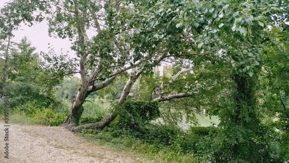 Tree by the river