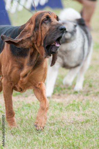 Bloodhound with Elkhound Background