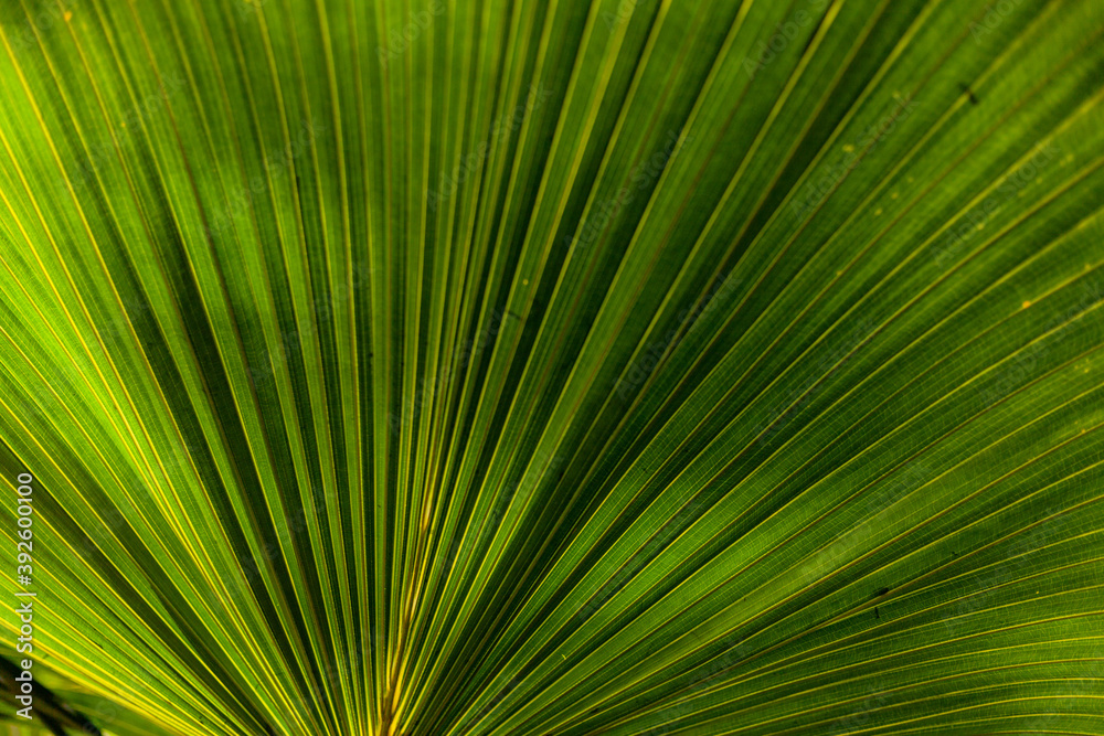 Fan leaf palm Fan leaf palm