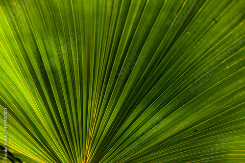 Fan leaf palm