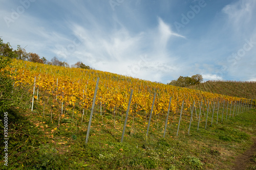 Weinberge im goldenen Herbst in Schloss Wackerbarth