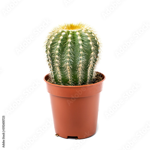 Cactus in a pot isolated on a white background