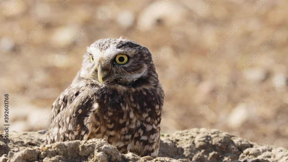 Cute Burrowing Owl looking out from his borrow Cute Burrowing Owl looking out from his borrow