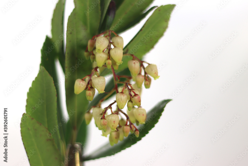 branch and flowers of the strawberry tree branch and flowers of the strawberry tree