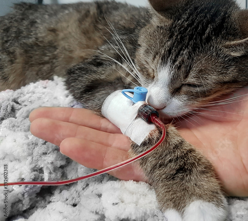 Obraz na płótnie close up.sick cat with a catheter in his paw w salonie