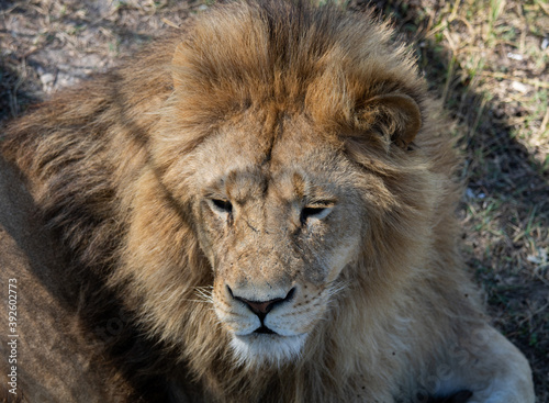 Close-up of a lion's face from a tree height on a clear day