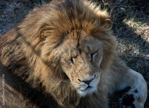 Close-up of a lion's face from a tree height on a clear day © Andrey