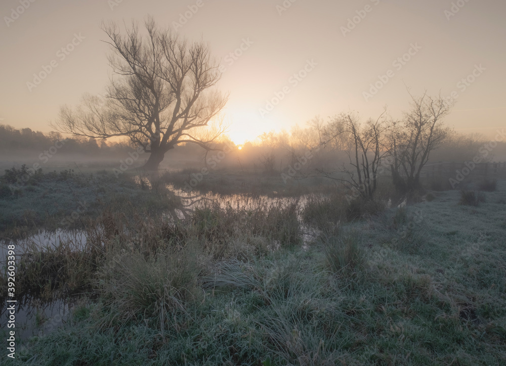 Wetland Dawn