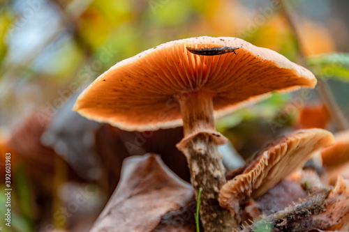 A mushroom with a snail under its hat on a beautiful autumn day
