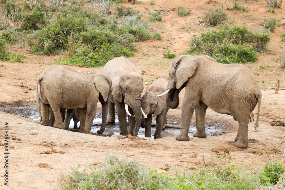 Addo Elephant National Park: family group gathered at a waterhole in midsummer noonday heat Addo Elephant National Park: family group gathered at a waterhole in midsummer noonday heat