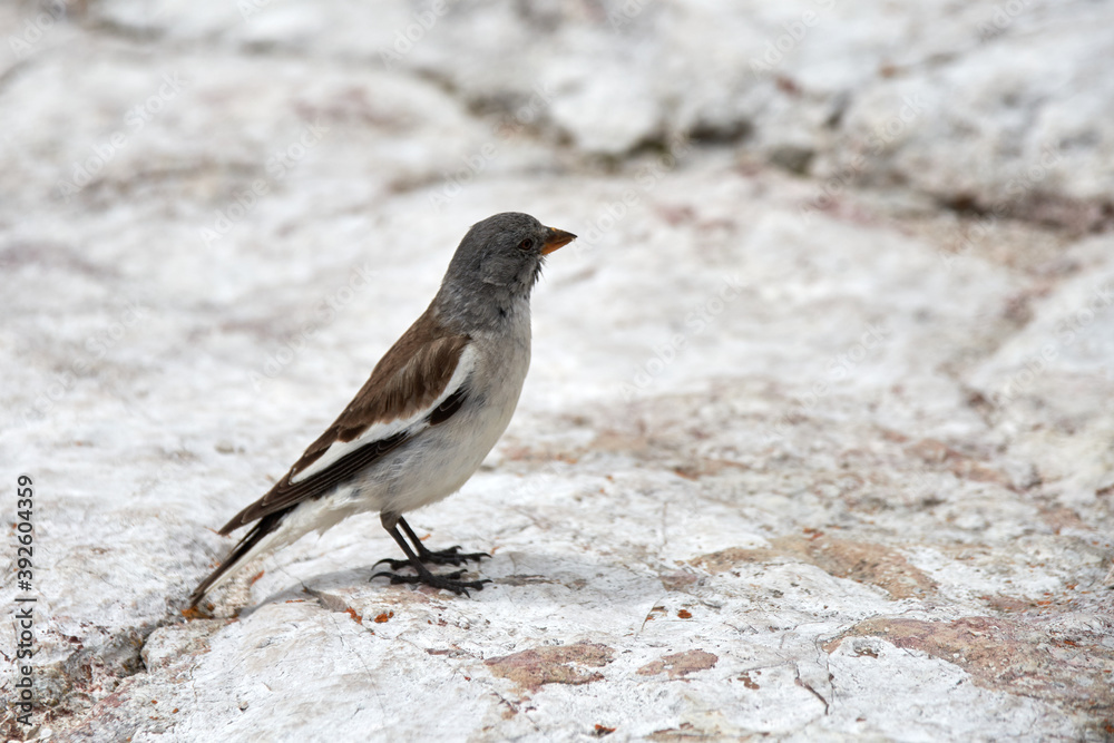 specimen of alpine finch in the dolomites specimen of alpine finch in the dolomites