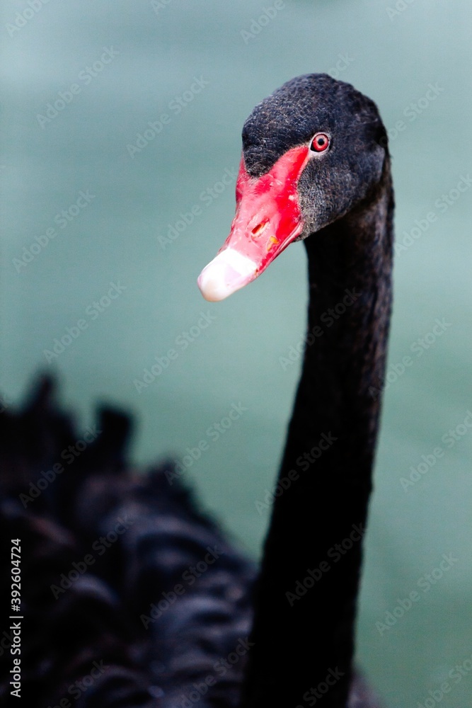 Fototapeta premium A closeup of the black swan (Cygnus atratus) swimming in a lake at the Beijing zoo, China