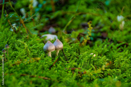Small mushrooms in green, damp moss 