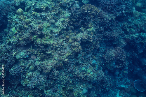 catfish underwater / ocean underwater, coral reef