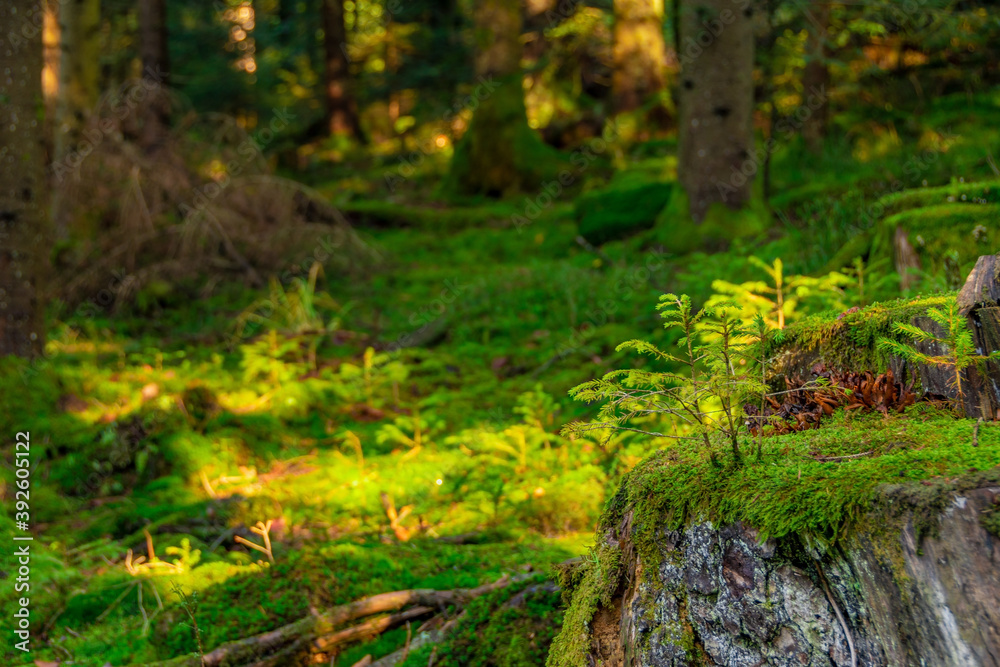 A nice background from the Black Forest, with lots of green moss and a small plant on a tree stump A nice background from the Black Forest, with lots of green moss and a small plant on a tree stump