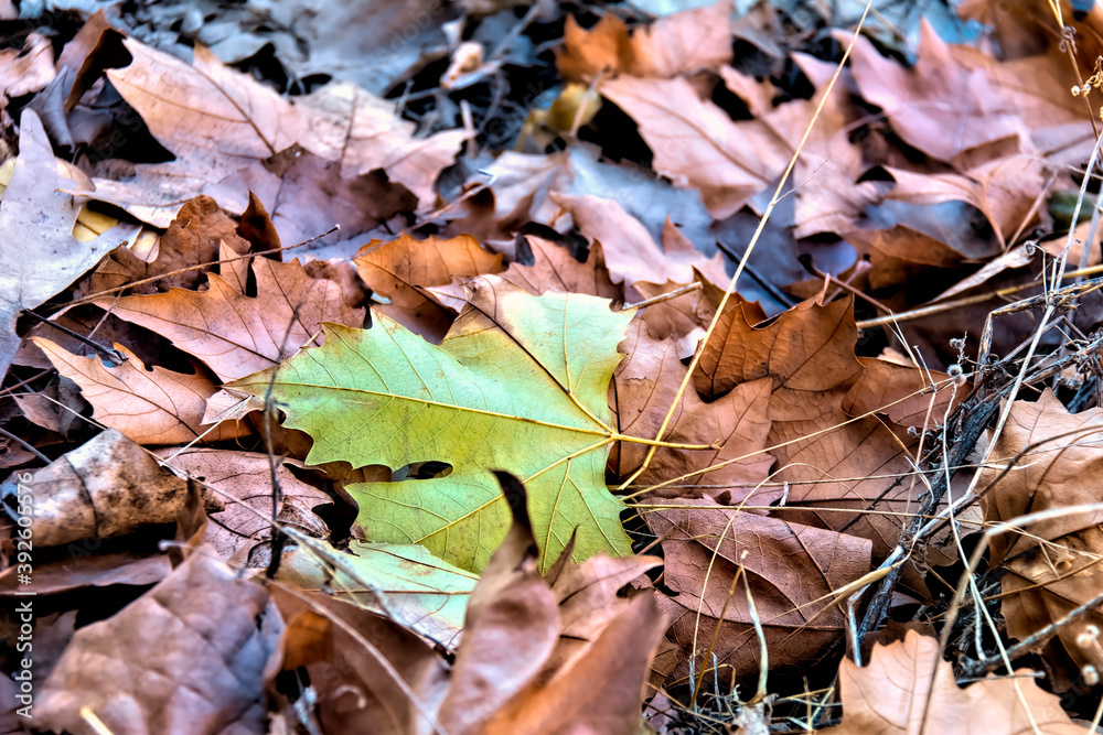 A green leaf among brown leaves - Fall Season A green leaf among brown leaves - Fall Season