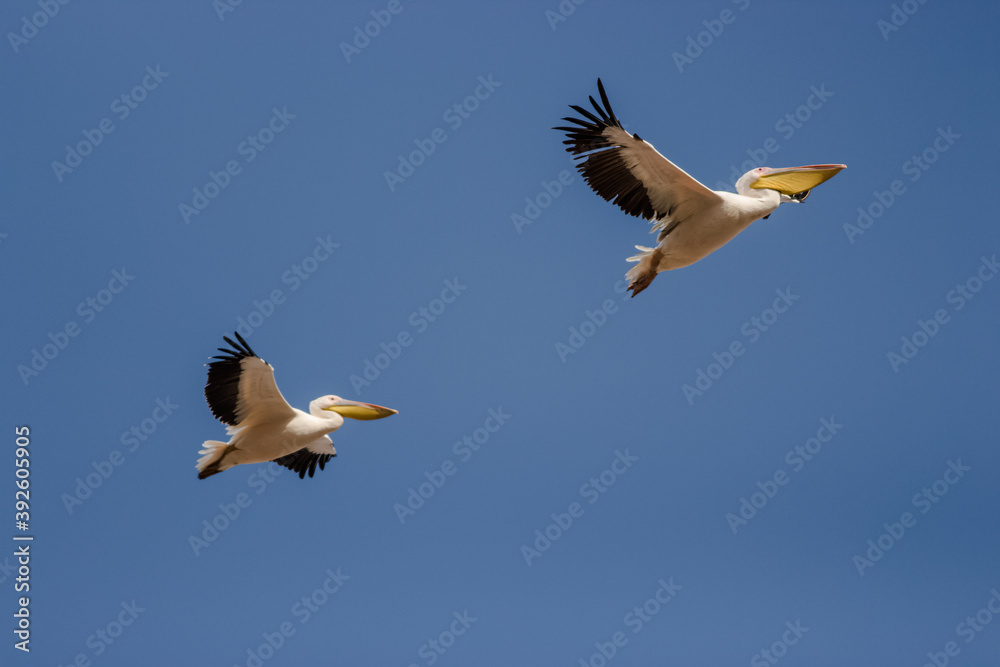 Obraz premium flying pelicans in a group and single