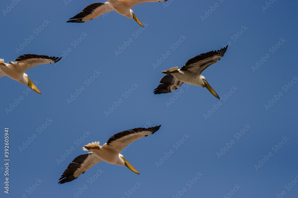 flying pelicans in a group and single flying pelicans in a group and single