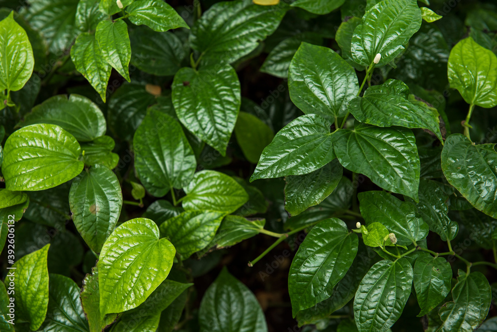 Wildbetalleafbush green leaves background Wildbetalleafbush green leaves background