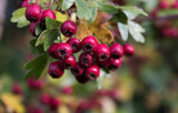 A cluster of autumn berries with a blurred background and leaves in focus.