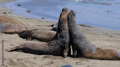 Elephant Seals on the central coast of California near San Simeon
