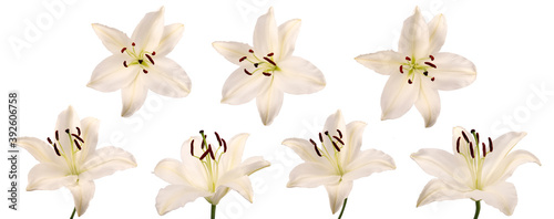 Isolated flower of the open Lílium candídum (snow-white Lily) in the top view in various angles on a white background