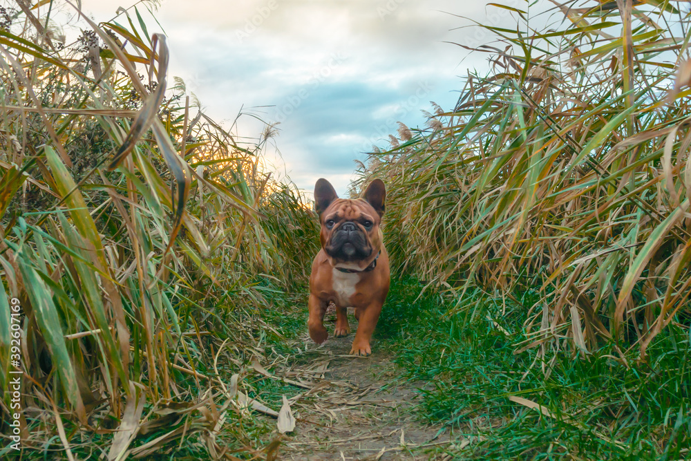 french bulldog walking on a path in the grass