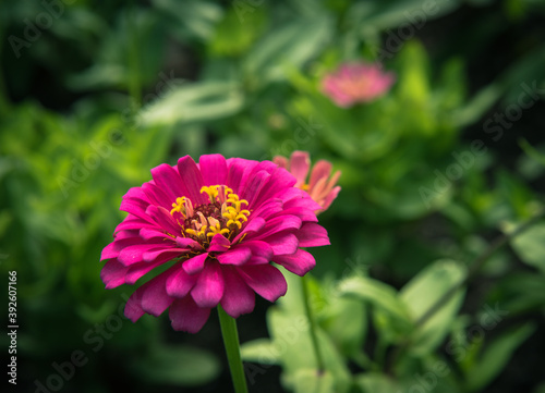 Zinnia elegans flower