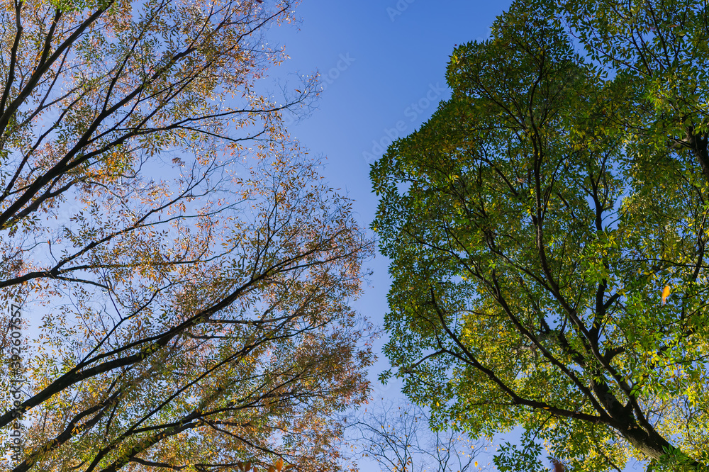Obraz premium 東京都港区南麻布の公園の秋の風景