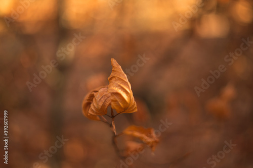 dry yellow leaf