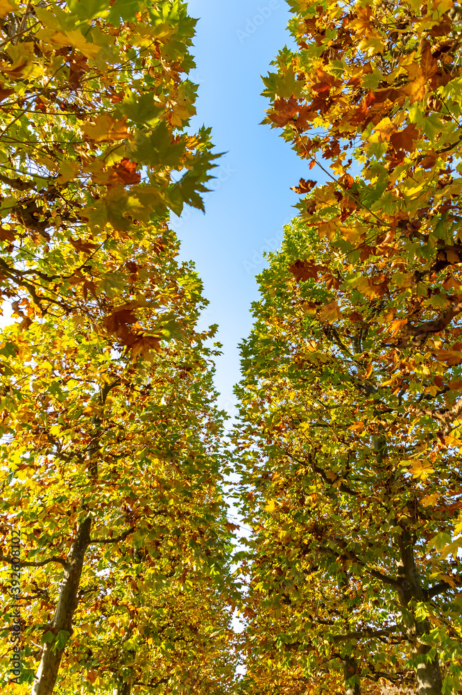 Fototapeta premium 東京都新宿区にある公園の秋の景色
