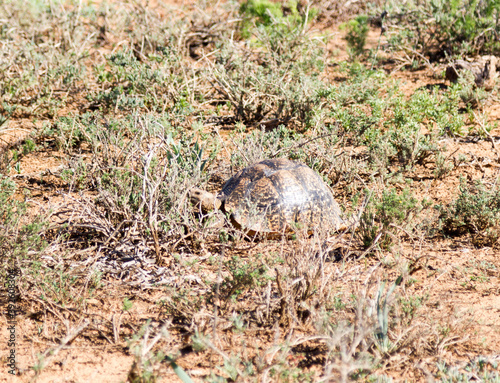 Addo Elephant National Park: leopard tortoise walking in the veld