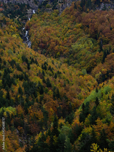 Trees in autumn, at the entrance to the Bujaruelo valley, Aragonese Pyrenees, Spain