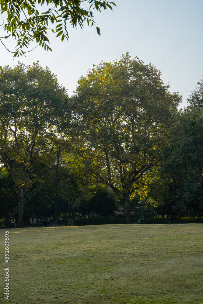 Obraz premium The green grass in a park, early autumn days.