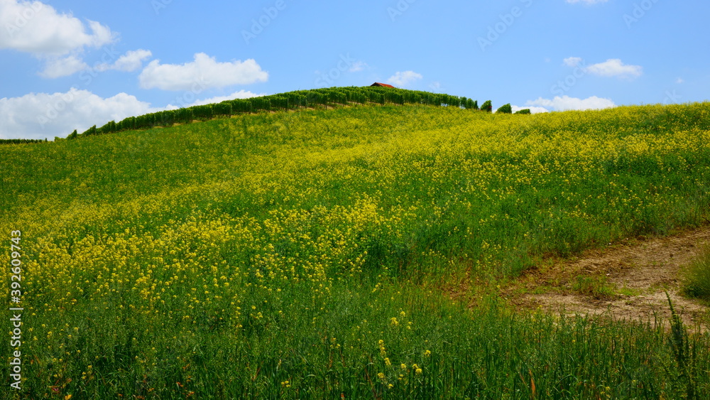 Obraz premium Green field with yellow flowers and blue sky