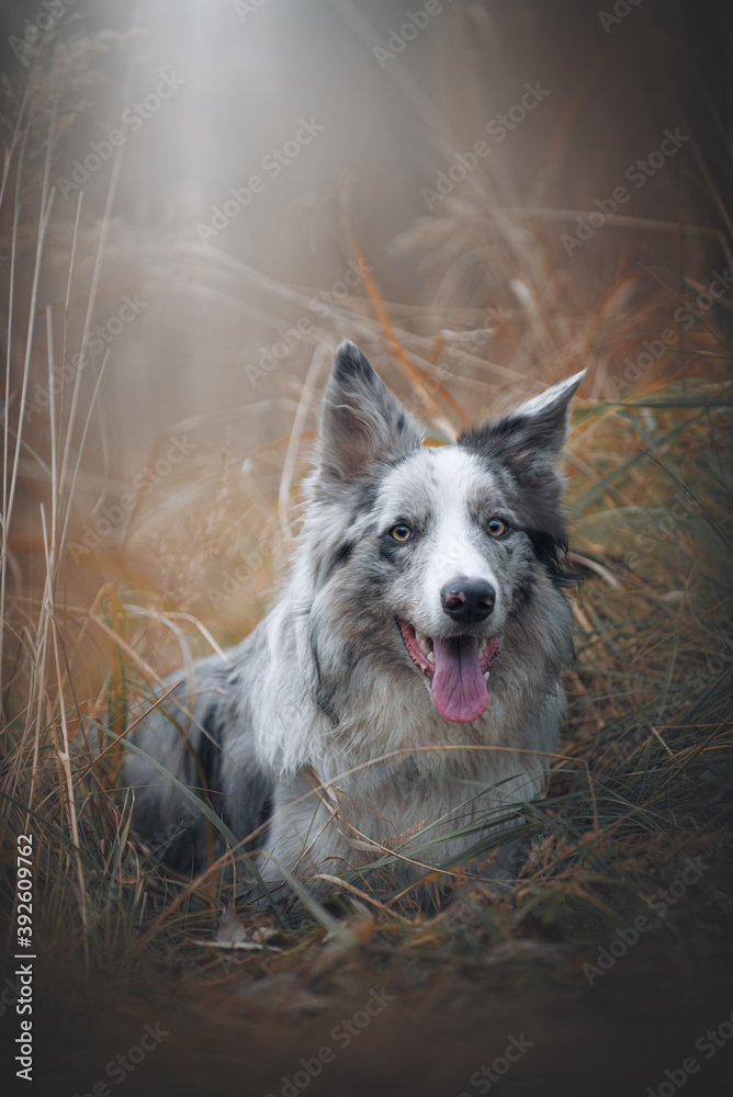 Obraz premium portrait of a border collie dog in autumn