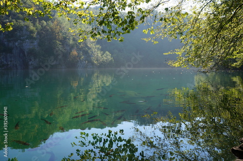 Fototapeta Naklejka Na Ścianę i Meble -  The water surface of Plitvice Lakes, in which fish are reflected