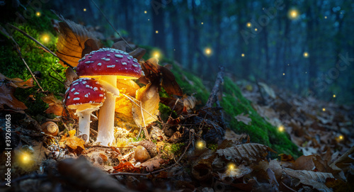 Fotografia Mystical fly agarics glow in a mysterious dark forest
