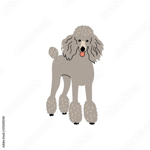 Vector cute poople dog. Doodle illustration isolated on white background