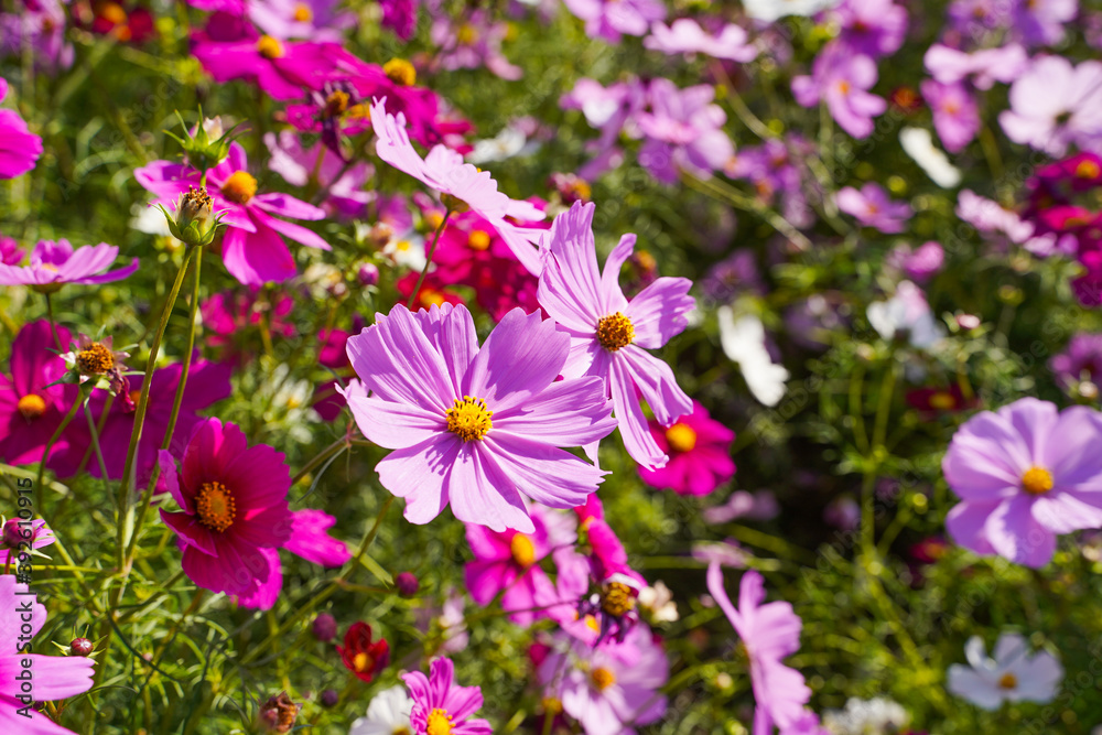 Cosmos flowers in a park