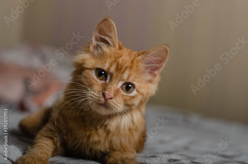 Cute playful kitten at home. Red orange cat