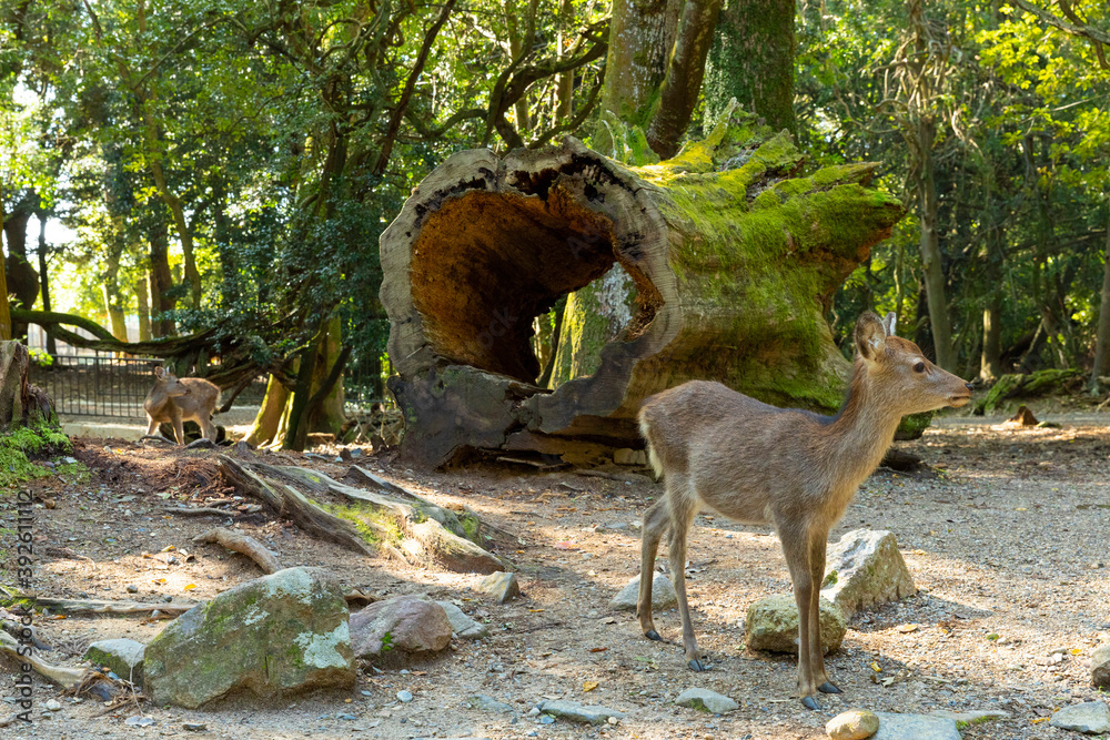 奈良公園の鹿 奈良公園の鹿