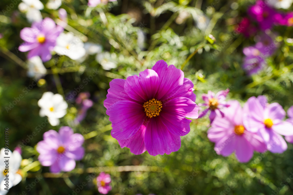 Cosmos flowers in a park