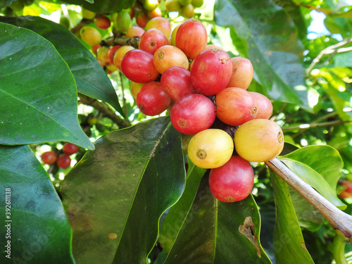 Arabica coffee tree in the mountains of Puerto Rico. Coffee cherries, red coffee beans. Seasonal coffee harvest on a coffee farm. Green coffee beans on tree.